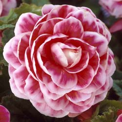 Begnia Dobrada 'Camelia'